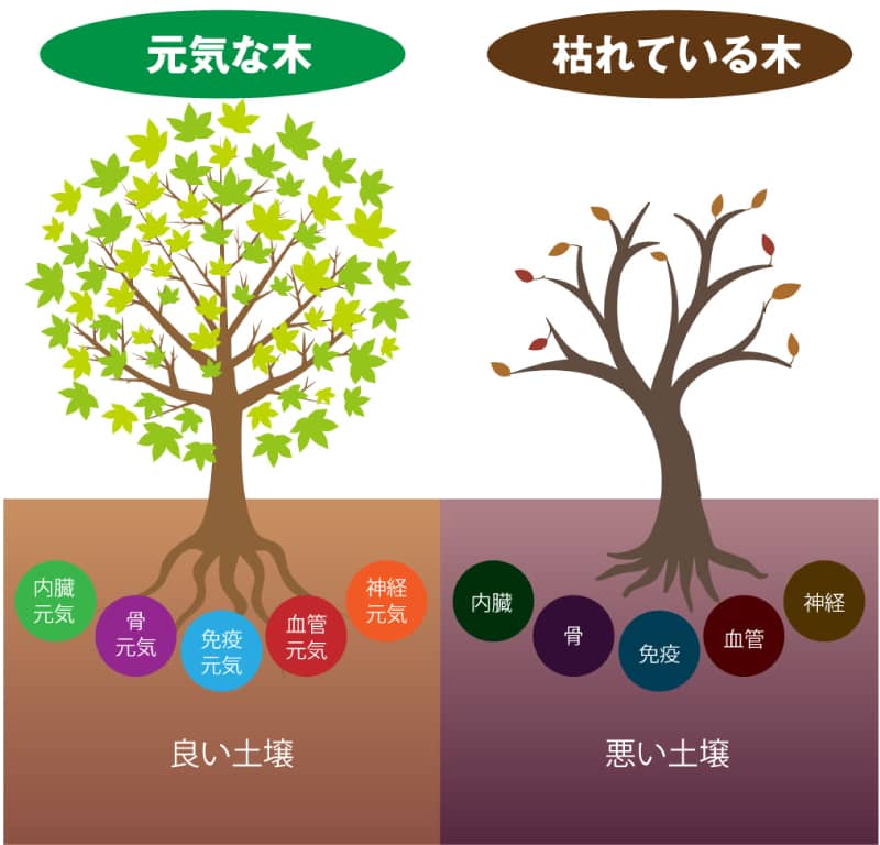 栄養剤と滋養強壮剤